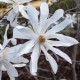 Magnolia stellata 70-80 cm C3